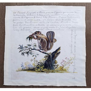 May include: A watercolor illustration of a flying squirrel perched on a tree branch, eating leaves. The image is on a white background with handwritten text in French describing the squirrel's origin and characteristics.
