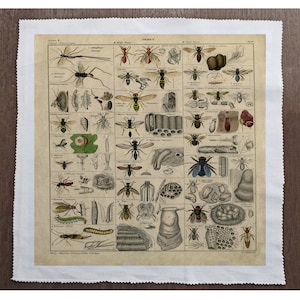 Peut inclure: Une illustration vintage de différents types d'abeilles et de guêpes, y compris des abeilles mellifères, des bourdons et des frelons. L'illustration est dans un style scientifique détaillé et présente une variété de couleurs, notamment le noir, le jaune, le brun et le rouge. L'illustration est intitulée "Hyménoptères" et est imprimée sur un fond blanc.