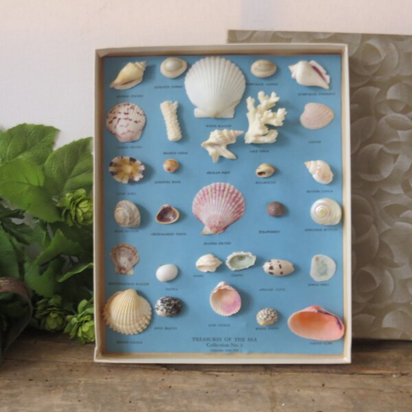 Vintage Shell Collection Mounted and Boxed 1959 Wall Home Beach Decor Cottage Chic Seashells Souvenir Blue