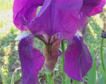 10 rizomi Iris Germanica alta Viola intenso profumata- Iris Barbata robustissima