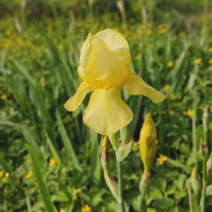 Op de afbeelding: Een close-up van een levendige gele irisbloem in volle bloei, tegen een achtergrond van groen gebladerte en andere gele wilde bloemen. De iris heeft delicate bloemblaadjes en een prominente knop.