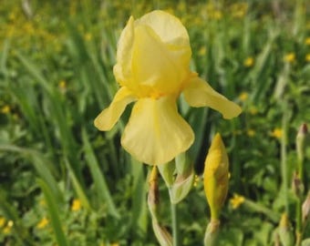 3 rizomi Iris giallo - profumato -