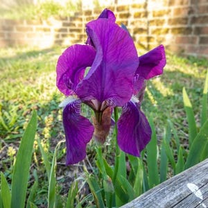 OFFERTA 50 rizomi Iris Germanica alta Viola intenso profumata- Iris Barbata robustissima