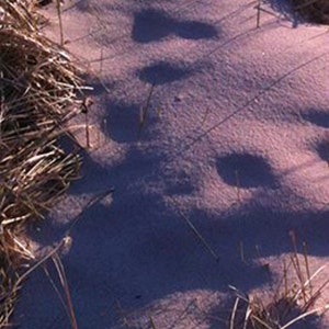 May include: A close-up of a sandy path with tall, dry grass on either side. The path is lit by the sun, casting long shadows from the grass.