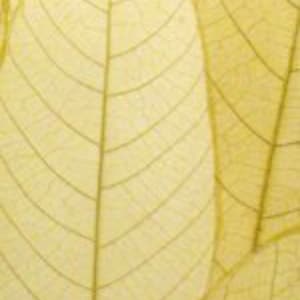 May include: Close-up of several delicate, translucent, dried leaves with a yellow hue and intricate vein patterns.