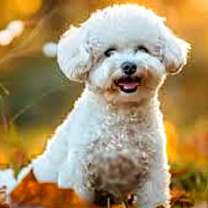 Bichon frise cross stitch, UPDATED!, dog cross stitch pattern, cross stitch pattern, pattern keeper, counted cross stitch, PDF pattern