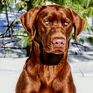 以下が含まれることがあります： 雪の中で座っているチョコレートブラウンのラブラドールレトリバー犬。犬は真剣な表情で、横を向いています。