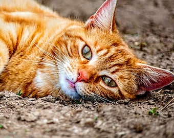 Orange tabby cross stitch, ginger cat, cat cross stitch, counted cross stitch, PDF pattern, pattern keeper