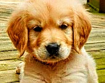 Golden retriever puppy cross stitch, counted cross stitch, puppy cross stitch, pattern keeper, PDF pattern