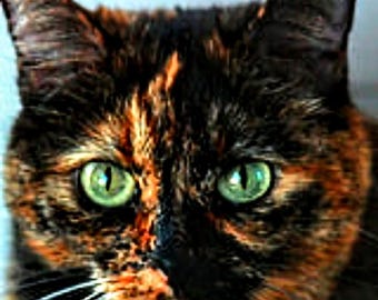 Schildpad kat kruissteek, schildpadpatroon, patroonhouder, getelde kruissteek, kattenpatroon, pdf, zwarte en oranje kat
