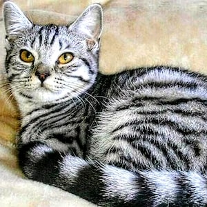 Puede incluir: Un gato atigrado plateado con rayas negras está acostado sobre una superficie marrón claro. El gato tiene ojos amarillos y está mirando a la cámara.