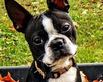Boston terrier cross stitch, pattern keeper, counted cross stitch, PDF pattern, large pattern, small dog