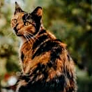 Schema tartaruga, schema gatto tartarugato, schema tortie, custode dello schema, punto croce contato, schema gatto