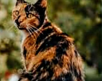 Tortitude-patroon, schildpadkatpatroon, schildpadpatroon, patroonhouder, getelde kruissteek, kattenpatroon, pdf