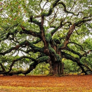 Engel Baum Kreuzstichmuster, altes Baum Muster, Natur Muster, Wald Kreuzstich, Musterhüter, Engel Baum