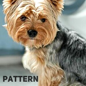 May include: A small, brown and gray Yorkshire Terrier dog with long, fluffy hair. The dog is sitting on a white surface and looking at the camera.