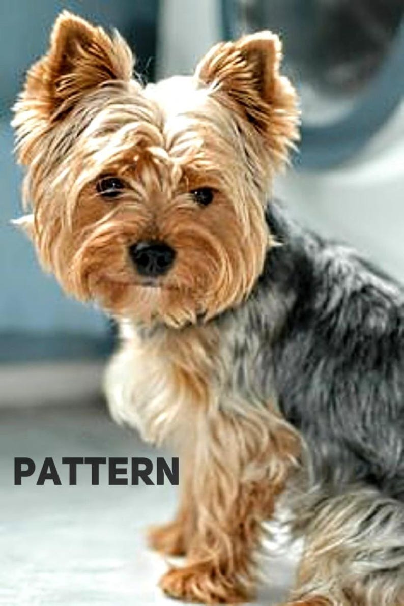 May include: A small, brown and gray Yorkshire Terrier dog with long, fluffy hair. The dog is sitting on a white surface and looking at the camera.