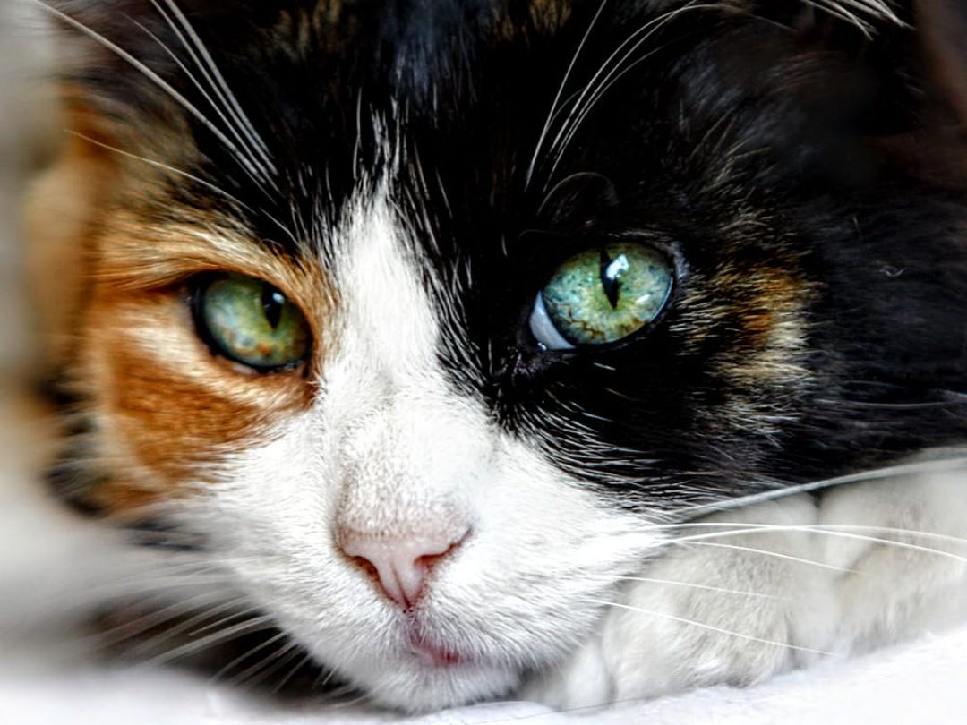 Calico Cat Face Cross Stitch, Cat Cross Stitch, Pattern Keeper, Counted ...