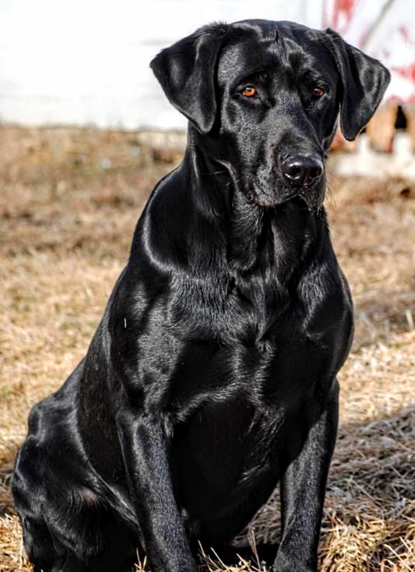 大型 フィリップ・クロウ ヴィンテージ ステンドグラス ラブラドールと