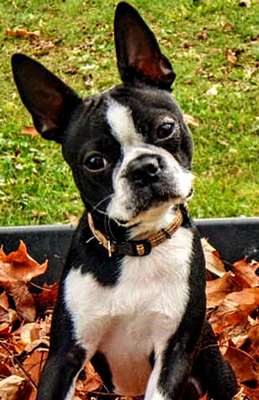 Punto de cruz de Boston terrier, ¡Oferta de Año Nuevo!, guardián de  patrones, punto de cruz contado, patrón PDF, patrón grande, punto de cruz  de perro pequeño - Etsy México, image size:829x1280