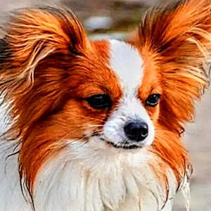 May include: A small, white and orange papillon dog with long, flowing fur. The dog has large, dark eyes and a black nose.