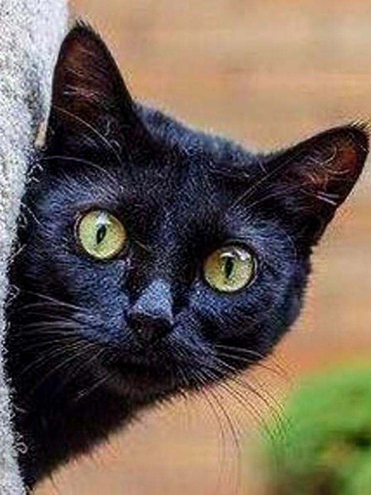 Curious Black Cat Pattern, Pattern Keeper, Counted Cross Stitch