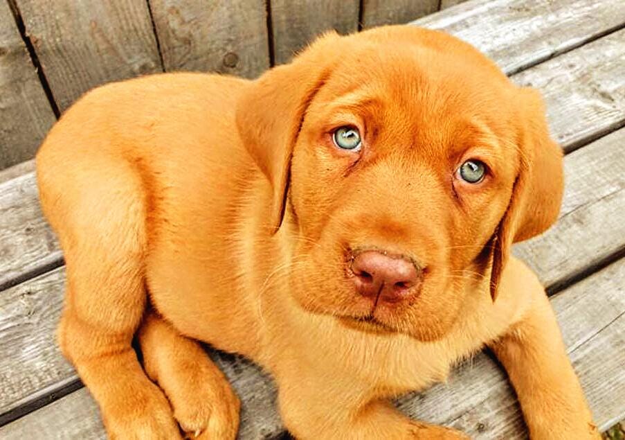 Fox Red Puppy Fox Red Lab Fox Red Yellow Lab Pattern Keeper Counted Cross Stitch Puppy Cross Stitch Dog Pattern Lab Cross Stitch Etsy Finland