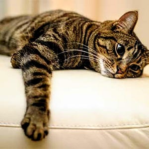 Patrón grande de punto de cruz de gato atigrado cansado, gato atigrado, punto de cruz contado, PDF, guardián de patrones