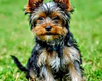 Punto de cruz de Yorkshire, punto de cruz de perro, guardián de patrones, punto de cruz contado, patrón de Yorkshire terrier