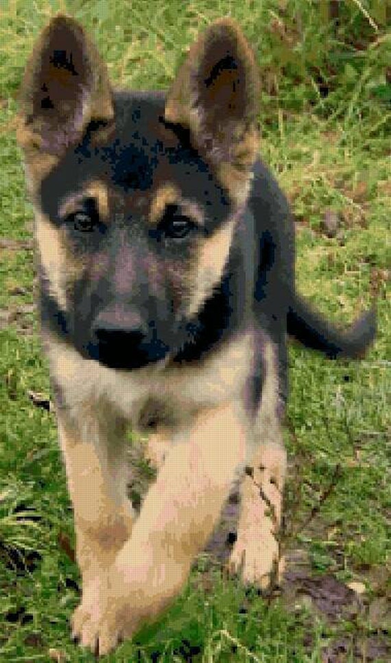 african german shepherd