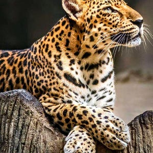 May include: A leopard with a golden-tan coat covered in black rosettes and spots, resting with its front paws crossed. The feline has a white muzzle with long whiskers, alert eyes looking upward, and pointed ears, positioned on a textured tree trunk.