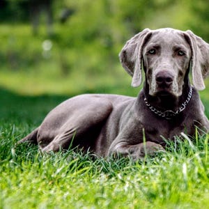Wyhaft krzyżykowy: Weimaraner, Wyprzedaż z okazji wdzięczności klienta!, sklep z wzorami, wzór na szarego psa, wzór na srebrnego psa, duży pies, PDF, duży wzór
