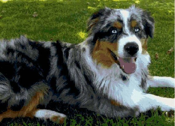 australian shepherd