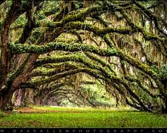 Old mossy oak trees, tree pattern, pattern keeper, counted cross stitch, PDF pattern, Southern live oak trees