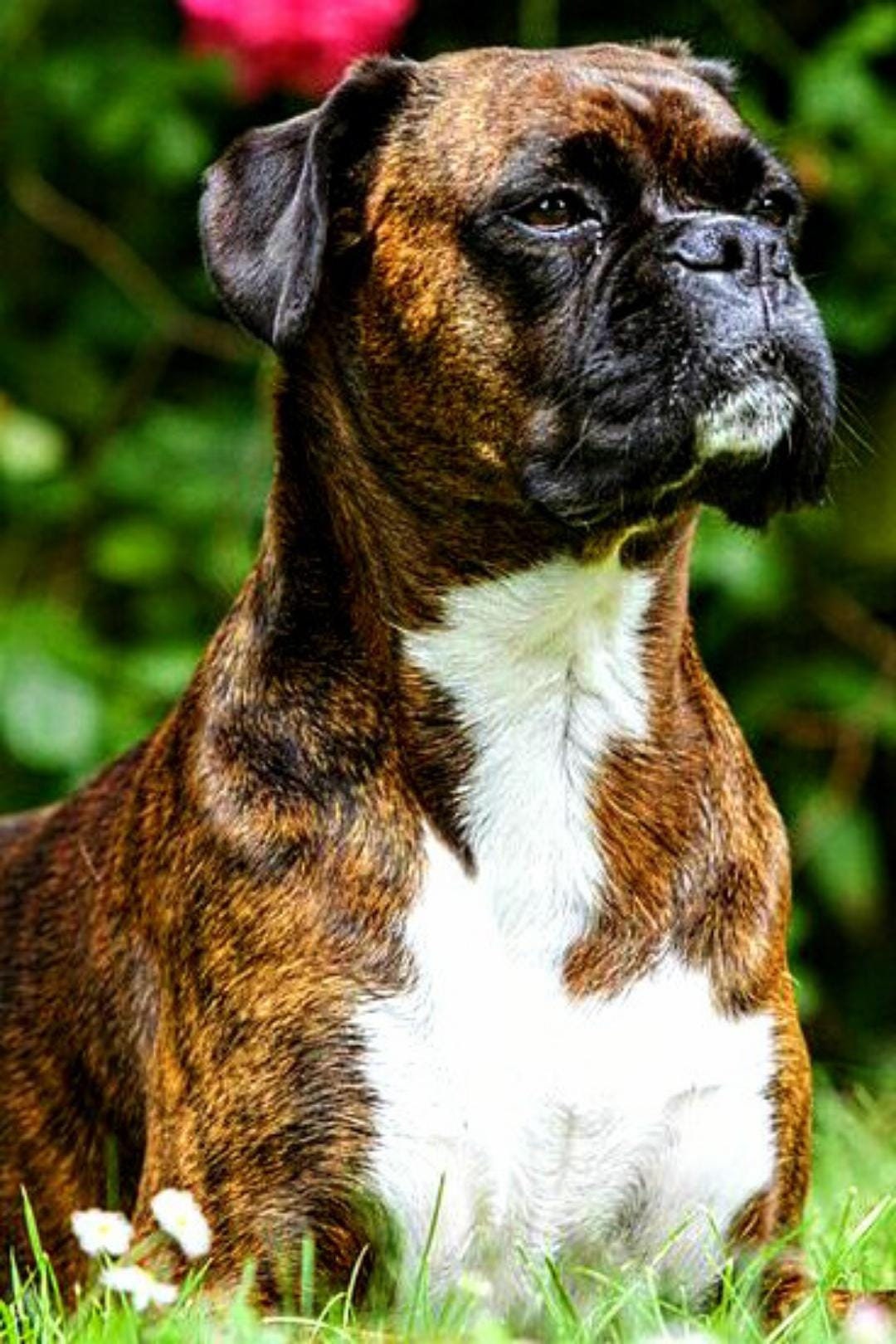 Boxer Mix Boxer Puppy Price Range Brindle Boxer Boxer Dog Price
