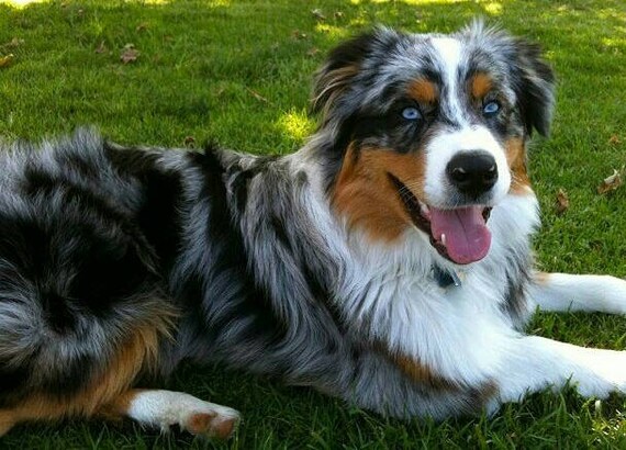 Australian Shepherd Cross Stitch Pattern Australian Shepherd Etsy Australian Shepherd Cross Stitch Pattern Australian Shepherd Etsy