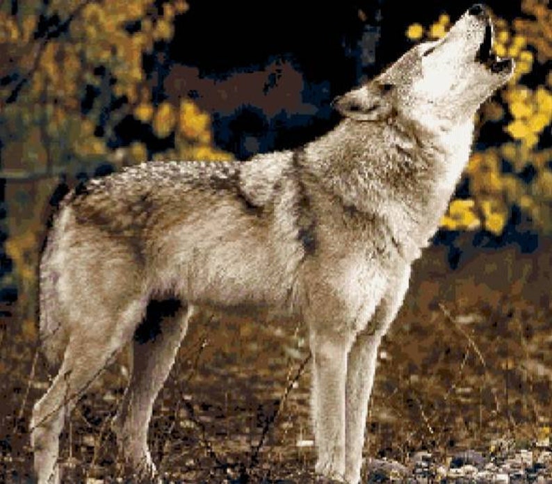 howeling wolf express howeling wolf express