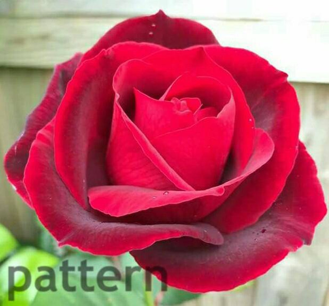 Red Rose Cross Stitch Pattern Pattern Keeper Rose Cross - Etsy