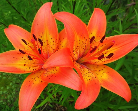 Image result for tiger lily