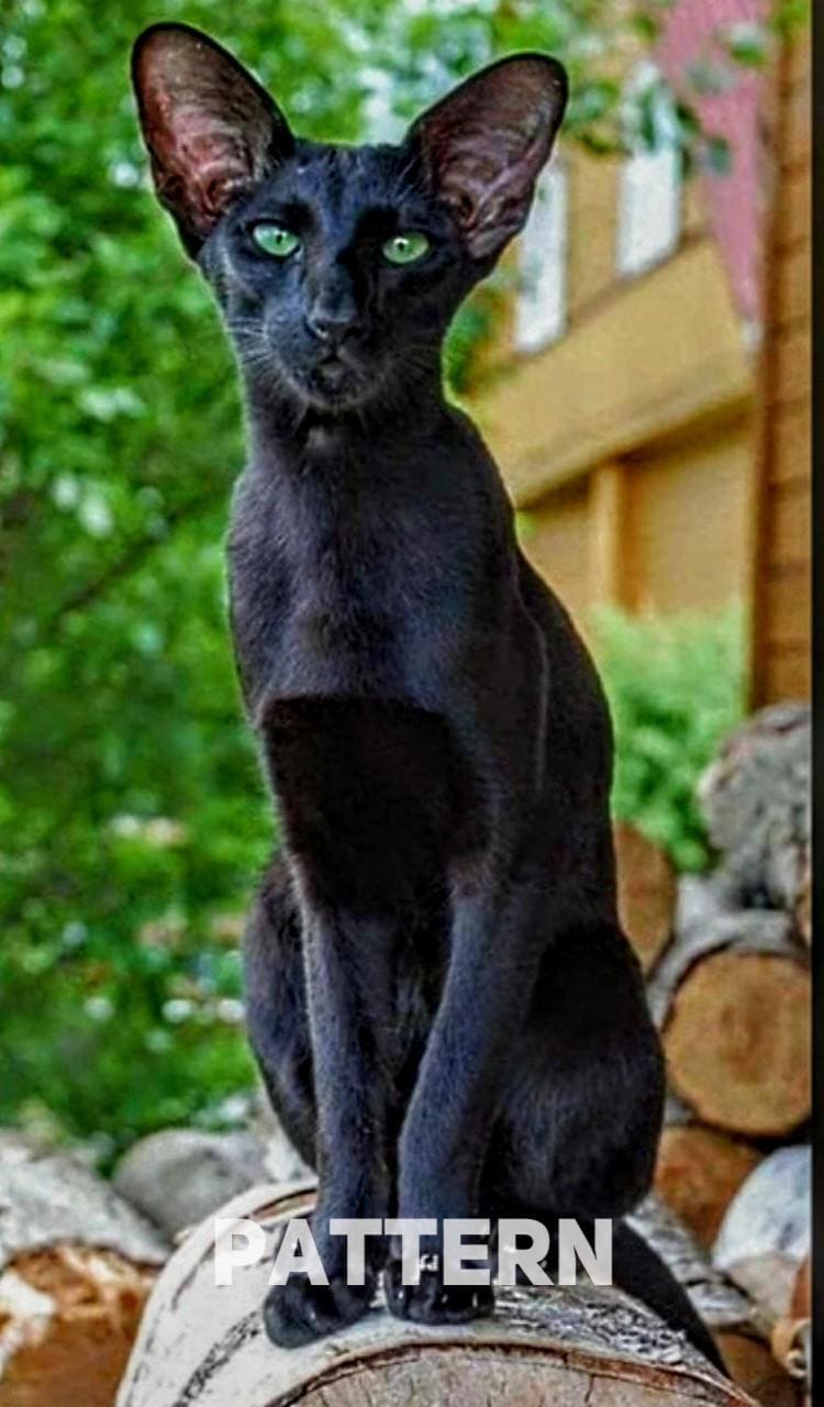 Black Oriental Shorthair Pattern, Black Cat, Cat Pattern, Pattern