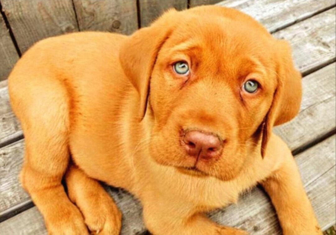 Fox Red Puppy, UPDATED!, Fox Red Lab, Fox Red Yellow Lab, Pattern