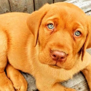 Fox red puppy, UPDATED!, fox red lab, Fox red yellow lab, pattern keeper, counted cross stitch, large pattern, lab cross stitch, PDF pattern