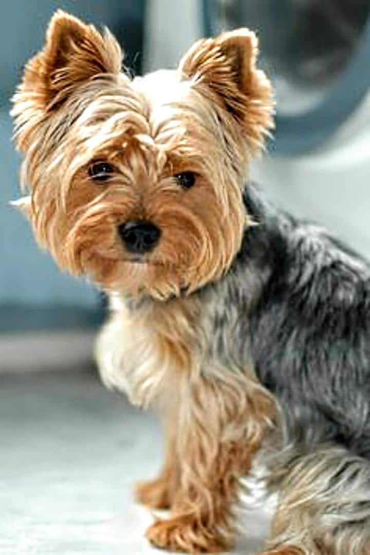 Yorkie cross stitch - Etsy 日本