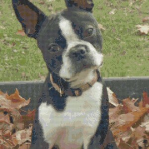 Boston terrier cross stitch pattern, cross stitch pattern, pattern keeper, counted cross stitch, dog pattern, terrier pattern image 3