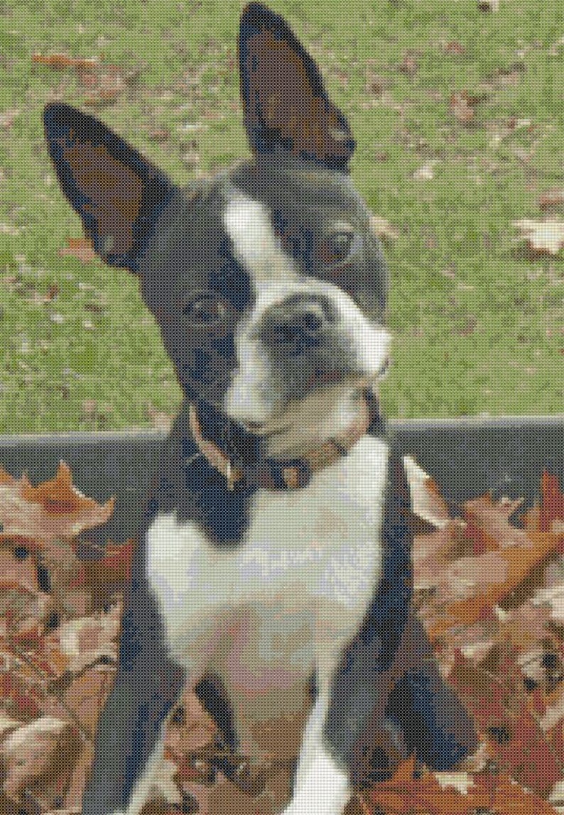 Boston terrier cross stitch pattern, cross stitch pattern, pattern keeper, counted cross stitch, dog pattern, terrier pattern image 3