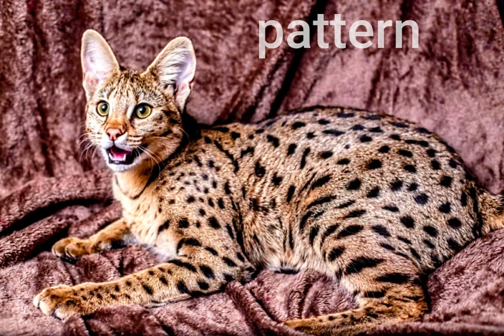 Savannah Cat Cross Stitch, Pattern Keeper, Counted Cross Stitch
