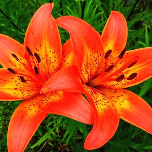 May include: Two orange lilies with yellow and brown spots on the petals. The lilies are in focus and the background is blurred.