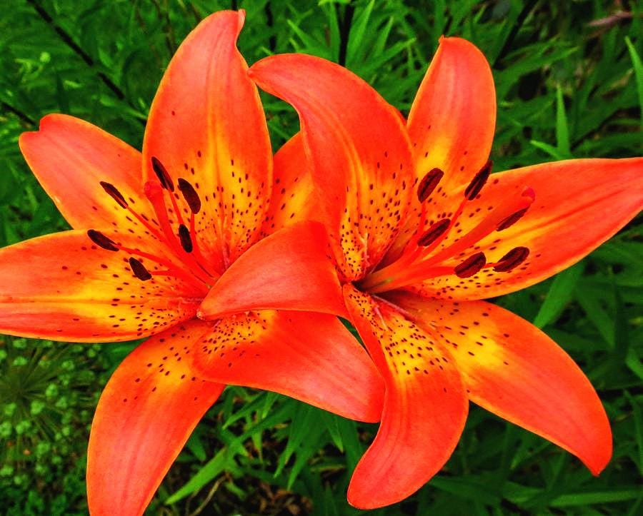 Tiger Lily Cross Stitch, Flower Pattern, Lily Cross Stitch, Pattern Keeper,  PDF Pattern, Large Pattern, Orange Flower - Etsy