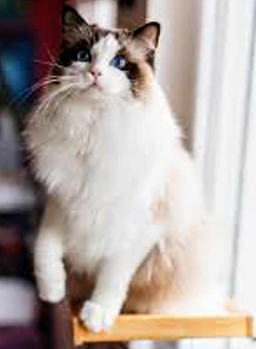 Ragdoll Cat, Cat Pattern, Pdf Pattern, Ragdoll Pattern, Pattern Keeper ...