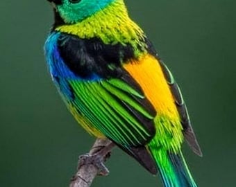 Blue tanager Cross Stitch, counted cross stitch, pattern keeper, blue bird, large pattern, blue and yellow bird, colorful bird